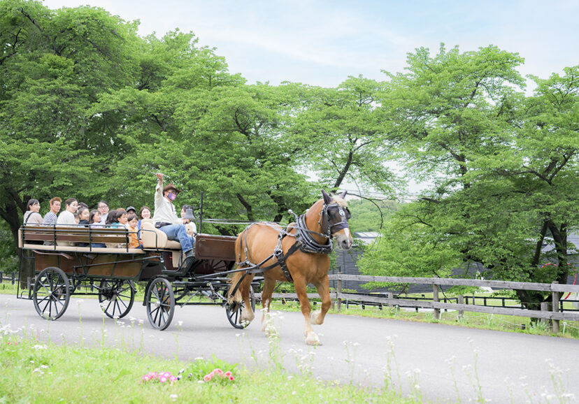 馬車 | 牧場で何しよう？ | 伊香保グリーン牧場